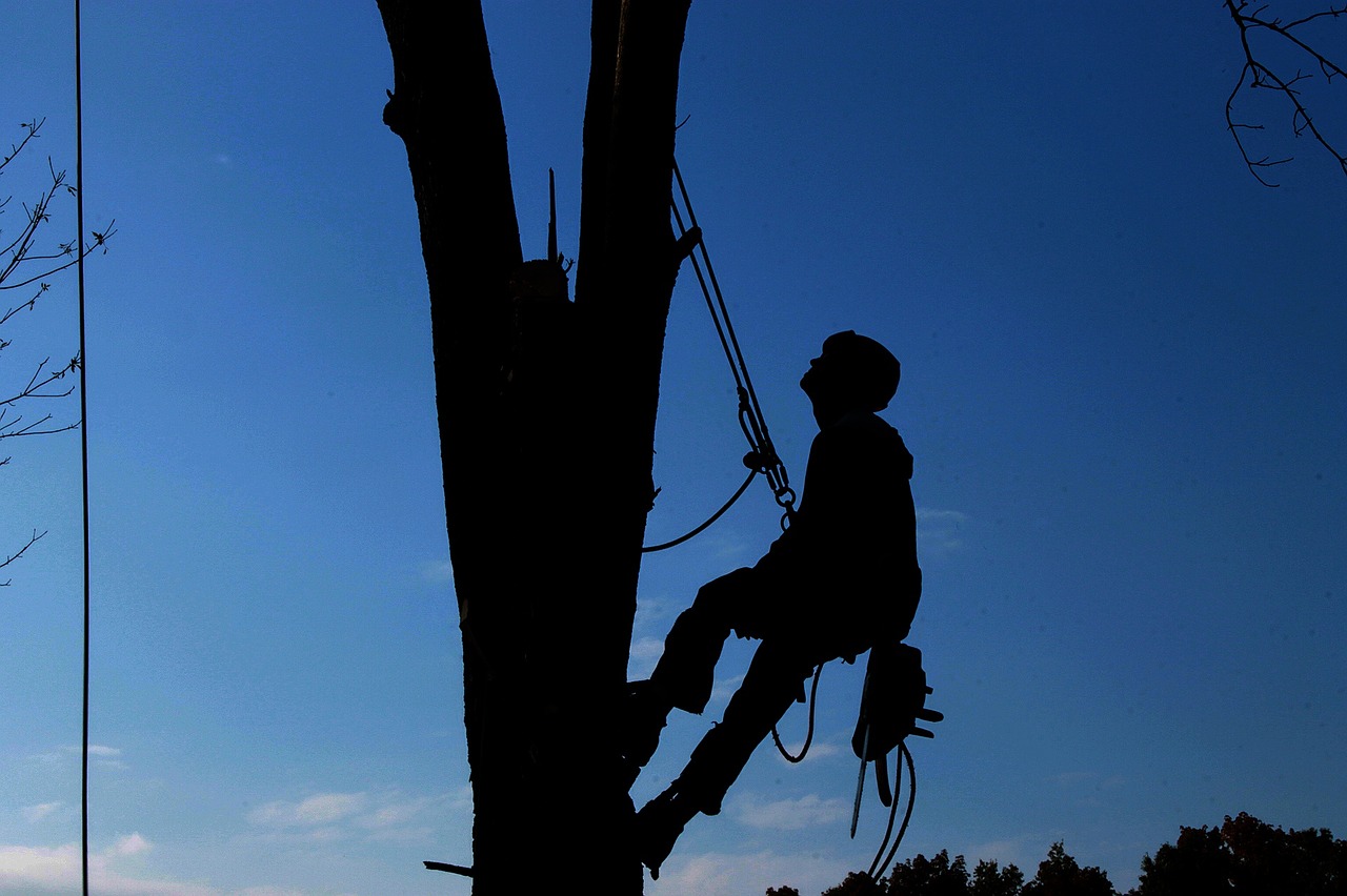 climbing a tree
